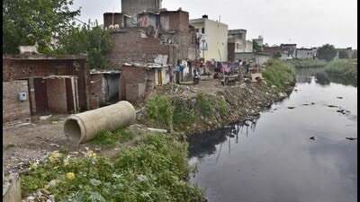 Officials of the animal husbandry department stated that there are over 81,000 dairy animals at units situated in and around Ludhiana city. (HT File) Officials of the animal husbandry department stated that there are over 81,000 dairy animals at units situated in and around Ludhiana city. (HT File)