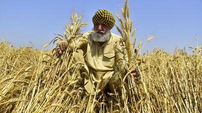 Today we argue about India exporting between 8 and 10 million tonnes of wheat. Domestic supply and demand of wheat is now nearly matched and the much-touted accumulated surplus is drawn down, leaving just the required minimum strategic buffer. (HT file photo) Today we argue about India exporting between 8 and 10 million tonnes of wheat. Domestic supply and demand of wheat is now nearly matched and the much-touted accumulated surplus is drawn down, leaving just the required minimum strategic buffer. (HT file photo)