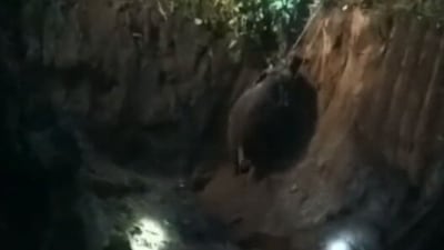 The image, taken from the viral Twitter video, shows the rescue of the elephant calf. (Twitter/@ParveenKaswan)