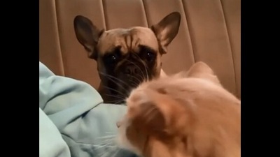 The image is taken from the viral Reddit video and shows a dog's reaction to its human petting a cat. (Reddit/@vladgrinch)