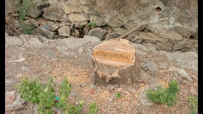 One of the trees along the Waldhuni River was found cut by an NGO, which also alleged rampant encroachment on the river bank. (HT PHOTO)