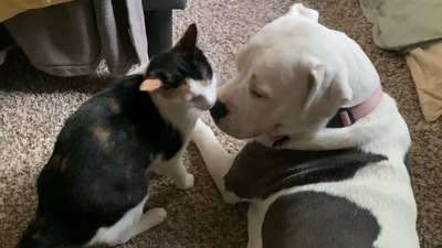 The cat shows some love to her dog best friend in this Reddit video. (Reddit/@miss_reddd) The cat shows some love to her dog best friend in this Reddit video. (Reddit/@miss_reddd)