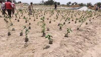 Miyawaki technique, named after Japanese botanist and plant ecologist Akira Miyawaki, is an urban afforestation method which advocates planting more trees in a small space. (HT PHOTO)