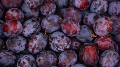 "Sweet, a bit tangy, covered in reddish-blue skin, plums are in season. Plums are known as Aloo Bukhara, and they are a nutrient-rich fruit option that provides a wide range of health benefits," wrote nutritionist Lovneet Batra in her latest Instagram post, listing health benefits of plums. (Pixabay) "Sweet, a bit tangy, covered in reddish-blue skin, plums are in season. Plums are known as Aloo Bukhara, and they are a nutrient-rich fruit option that provides a wide range of health benefits," wrote nutritionist Lovneet Batra in her latest Instagram post, listing health benefits of plums. (Pixabay)