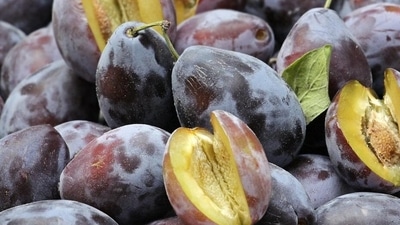 Helps with constipation: Plums contain isatin and sorbitol, which help relieve constipation and improve digestion. It also keeps the bowel healthy. Plums also contain a high amount of insoluble fiber, meaning that it does not blend with water, thus preventing constipation by adding bulk to the stool. (Pixabay) Helps with constipation: Plums contain isatin and sorbitol, which help relieve constipation and improve digestion. It also keeps the bowel healthy. Plums also contain a high amount of insoluble fiber, meaning that it does not blend with water, thus preventing constipation by adding bulk to the stool. (Pixabay)