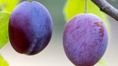 Benefits heart health: Plums are a rich source of potassium, fluoride and iron. Potassium as an important component of cell and body fluids, helps in controlling heart rate and blood pressure. (Pixabay) Benefits heart health: Plums are a rich source of potassium, fluoride and iron. Potassium as an important component of cell and body fluids, helps in controlling heart rate and blood pressure. (Pixabay)