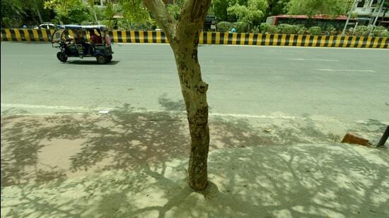 A tree bound by concrete at a pavement in Noida. (Sunil Ghosh/ HT)