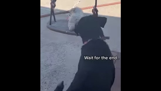 The Rottweiler dog pushes its lamb toy on a swing. (Instagram/@zavanah_destiny) The Rottweiler dog pushes its lamb toy on a swing. (Instagram/@zavanah_destiny)