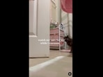 The image is taken from the viral video posted on Instagram involving two cats. (Instagram/@peachandpumpky) The image is taken from the viral video posted on Instagram involving two cats. (Instagram/@peachandpumpky)