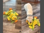 The screengrabs are taken from the adorably cute video of a dog saving his stuffed toy from the hostage situation. (Instagram/@charlie_the_golden18) The screengrabs are taken from the adorably cute video of a dog saving his stuffed toy from the hostage situation. (Instagram/@charlie_the_golden18)