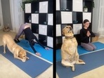 The images, taken from the video posted on Instagram, showcase a dog doing yoga with his human. (Instagram/@magnusthetherapydog) The images, taken from the video posted on Instagram, showcase a dog doing yoga with his human. (Instagram/@magnusthetherapydog)
