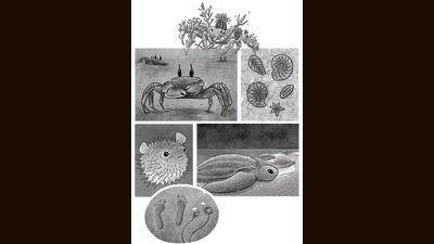 Superpowers on the Shore by Sejal Mehta delves into the magical lives of crabs, shellfish, pufferfish, turtles and other marine species with special talents. (Illustrations by Jessica Luis) Superpowers on the Shore by Sejal Mehta delves into the magical lives of crabs, shellfish, pufferfish, turtles and other marine species with special talents. (Illustrations by Jessica Luis)