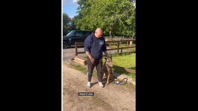 The dog showed progress in just his first session with a trainer. (southenddogtraining/Instagram) The dog showed progress in just his first session with a trainer. (southenddogtraining/Instagram)