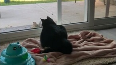 The chipmunk messes with the cat in this viral Reddit video. (Reddit/@smarino22) The chipmunk messes with the cat in this viral Reddit video. (Reddit/@smarino22)