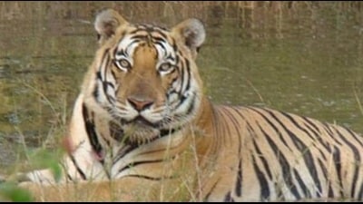 For representation only (HT File Photo) For representation only (HT File Photo)