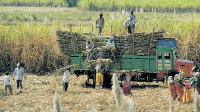 Punjab government pays a state advised price (SAP) of Rs. 360 per quintal for early maturing varieties and ₹350 a quintal for late maturing cane (Hindustan Times) Punjab government pays a state advised price (SAP) of Rs. 360 per quintal for early maturing varieties and ₹350 a quintal for late maturing cane (Hindustan Times)