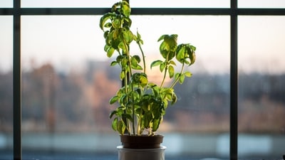 5. Basil - Native to India, this is one of the most wonderful remedies for glowing radiant skin because it contains antioxidants and natural oils. The Ursolic acids present in the leaves benefit the skin immensely. It is known to improve your skin tone, get rid of dead skin cells, remove dirt, close your skin pores, and make your skin look brighter. It has a great natural detoxifying power that can keep the skin protected from the effects of ultraviolet rays, pollution, infections, and stress. These harmful factors cause dull and dark skin. Basil also contains moisturizing and nourishing effects therefore; it will give your skin a smooth and flawless texture. (Unsplash) 5. Basil - Native to India, this is one of the most wonderful remedies for glowing radiant skin because it contains antioxidants and natural oils. The Ursolic acids present in the leaves benefit the skin immensely. It is known to improve your skin tone, get rid of dead skin cells, remove dirt, close your skin pores, and make your skin look brighter. It has a great natural detoxifying power that can keep the skin protected from the effects of ultraviolet rays, pollution, infections, and stress. These harmful factors cause dull and dark skin. Basil also contains moisturizing and nourishing effects therefore; it will give your skin a smooth and flawless texture. (Unsplash)