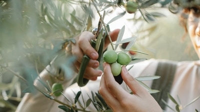 6. Olive leaf extract - Excellent for skin conditioning and softening, the olive leaf extract is full of antioxidants that boost skin glow and help fight signs of aging. Applying it to the hair to make it shiny and healthy-looking. (Gary Barnes) 6. Olive leaf extract - Excellent for skin conditioning and softening, the olive leaf extract is full of antioxidants that boost skin glow and help fight signs of aging. Applying it to the hair to make it shiny and healthy-looking. (Gary Barnes)