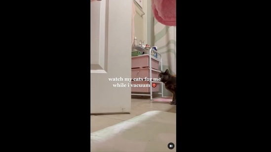 The image is taken from the viral video posted on Instagram involving two cats. (Instagram/@peachandpumpky) The image is taken from the viral video posted on Instagram involving two cats. (Instagram/@peachandpumpky)