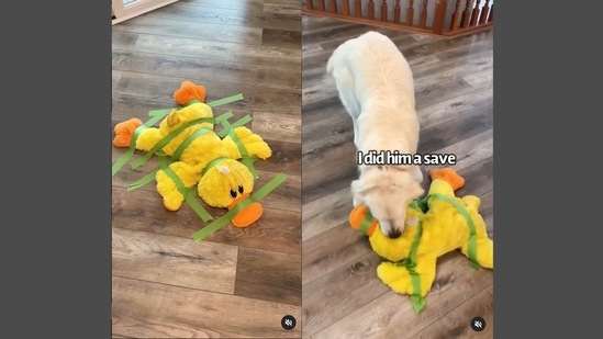 The screengrabs are taken from the adorably cute video of a dog saving his stuffed toy from the hostage situation. (Instagram/@charlie_the_golden18) The screengrabs are taken from the adorably cute video of a dog saving his stuffed toy from the hostage situation. (Instagram/@charlie_the_golden18)