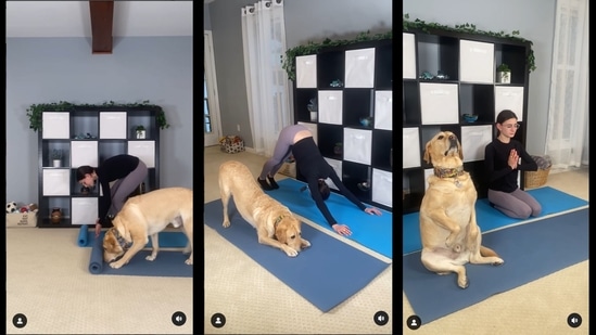 The images, taken from the video posted on Instagram, showcase a dog doing yoga with his human.&nbsp;(Instagram/@magnusthetherapydog)
