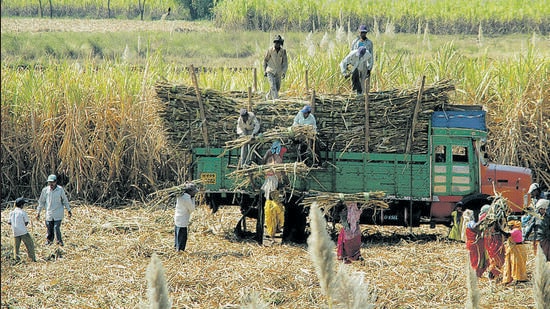 Punjab government pays a state advised price (SAP) of Rs. 360 per quintal for early maturing varieties and ₹350 a quintal for late maturing cane (Hindustan Times)