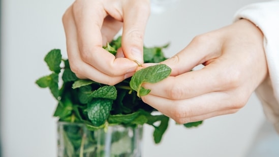 2. Mint Leaves - Mint is a great herb for skin care. It controls excess oil during summers owing to Vitamin A present in it and leaves the skin glowing. Also, applying crushed mint leaves on the forehead helps in getting rid of headaches.&nbsp;(ROMAN ODINTSOV)