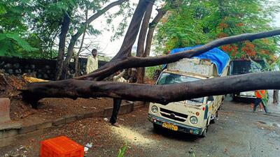 A tree fell on a tempo due to heavy rain and wind near Lodha Paradise, in Thane on Saturday. (ANI)