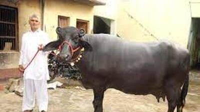 Robbers struck at the dairy farm of former MLA Tarsem Jodhan and made away with 10 buffaloes in Ludhiana. (Representative Image/HT File)
