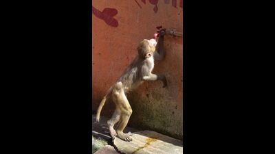 A thirsty monkey quenches its thirst from a roadside tap in Prayagraj as severe heat wave gripped Uttar Pradesh. (HT photo)