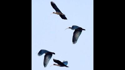 Red-naped ibises in flight at Sukhna Lake. (PHOTO: VIKRAM JIT SINGH) Red-naped ibises in flight at Sukhna Lake. (PHOTO: VIKRAM JIT SINGH)
