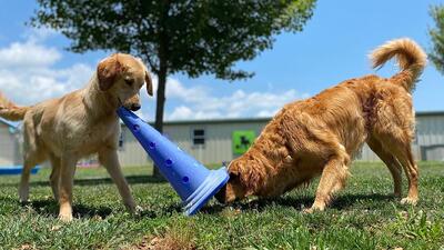Modern Housing Complex residents wrote to Chandigarh mayor Sarbjit Kaur, seeking a dog park. (Shutterstock)