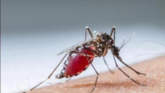 Even as dengue cases have been reported in the city and dengue larvae have been detected at over 150 locations in the recent past, the municipal corporation (MC) is yet to commence fogging in Ludhiana. (HT FILE)