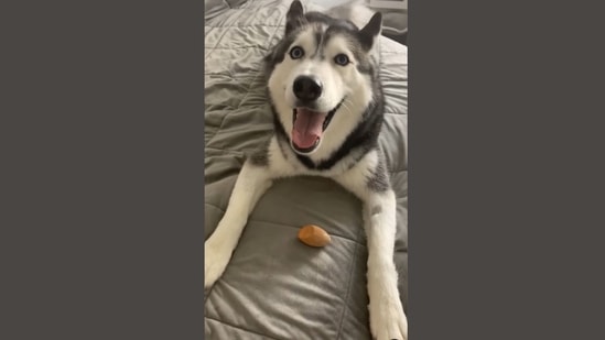 The image, taken from the Instagram video, shows the dog with the beauty blender.&nbsp;(Instagram/@meekathehuskyy)