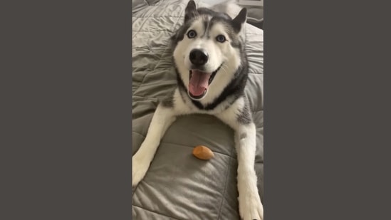 The image, taken from the Instagram video, shows the dog with the beauty blender. (Instagram/@meekathehuskyy) The image, taken from the Instagram video, shows the dog with the beauty blender. (Instagram/@meekathehuskyy)