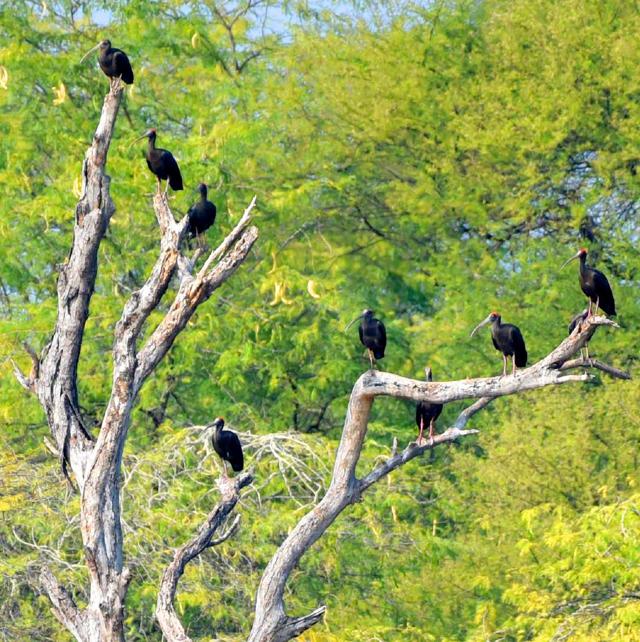 Red-naped ibises perch on dry tree at Sukhna Lake. (PHOTO: VIKRAM JIT SINGH) Red-naped ibises perch on dry tree at Sukhna Lake. (PHOTO: VIKRAM JIT SINGH)