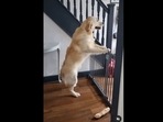 The Golden Retriever dog jumps excitedly when it sees its ‘favourite aunt’ come home. (nev_thegolden/Instagram) The Golden Retriever dog jumps excitedly when it sees its ‘favourite aunt’ come home. (nev_thegolden/Instagram)