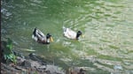 Mumbai has an overall stock of 1,93,407 million litres or 13.36 per cent of the total capacity of 14,47,363 million litres in all its seven lakes that supply water to the city on June 12 (HT File) Mumbai has an overall stock of 1,93,407 million litres or 13.36 per cent of the total capacity of 14,47,363 million litres in all its seven lakes that supply water to the city on June 12 (HT File)