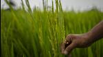 The PSPCL collects <span class='webrupee'>₹</span>47 lakh in agriculture power connection fee under the Voluntary Disclosure Scheme. (AP) The PSPCL collects <span class='webrupee'>₹</span>47 lakh in agriculture power connection fee under the Voluntary Disclosure Scheme. (AP)