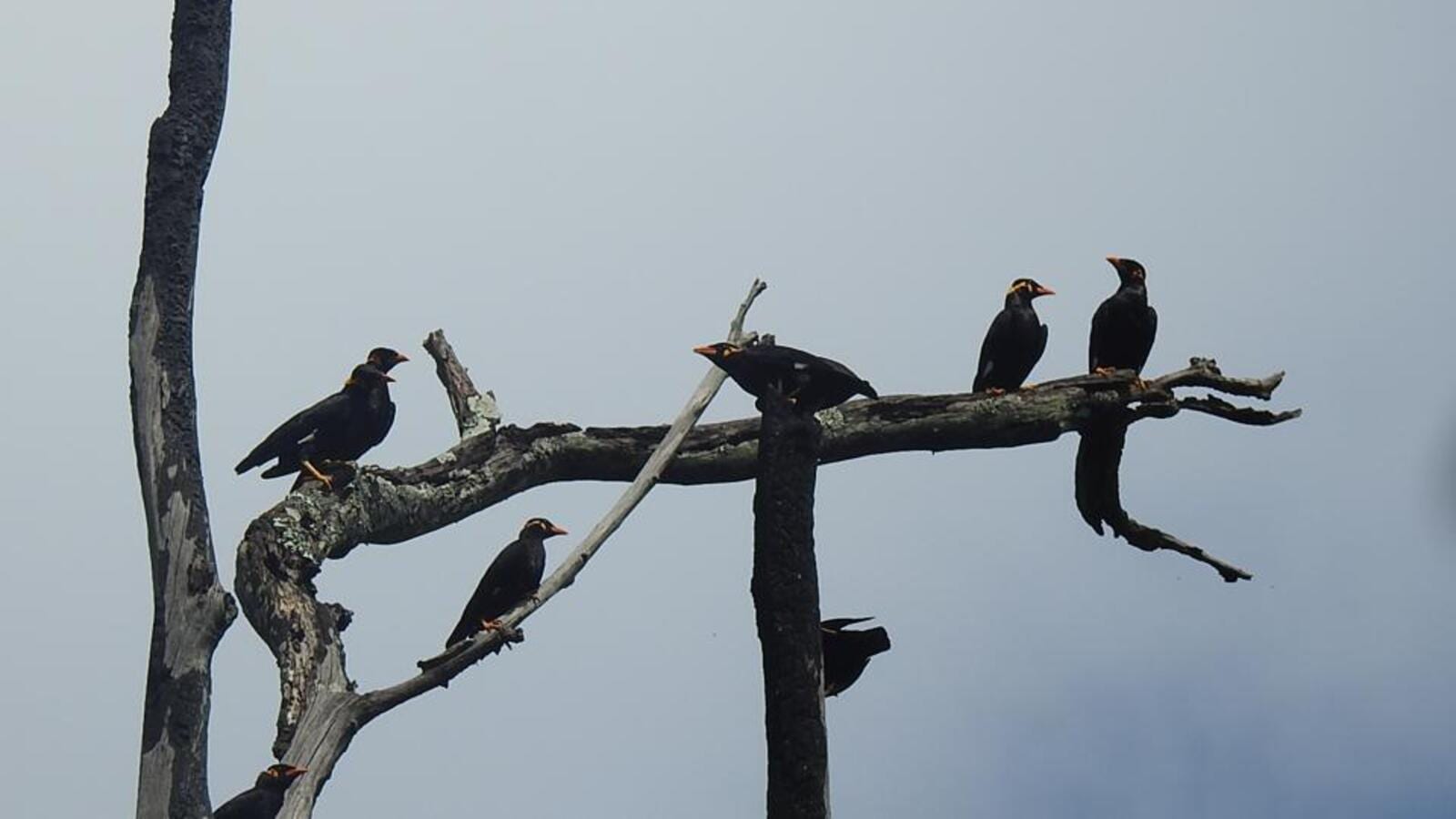 Chhattisgarh govt sees hope for its state bird, Bastar Hill Myna