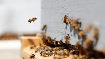 Over 25 tourists were stung by a swarm of bees at Sinhghad fort, the official said on Sunday. Of these, 11 are injured. (REPRESENTATIVE IMAGE) Over 25 tourists were stung by a swarm of bees at Sinhghad fort, the official said on Sunday. Of these, 11 are injured. (REPRESENTATIVE IMAGE)