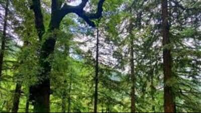 U.P. forest dept identifies species for monsoon plantation (File photo)
