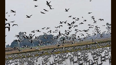 Recently, the Jammu and Kashmir administration had held a meeting to discuss the opening of birding sites to tourists. (HT File) Recently, the Jammu and Kashmir administration had held a meeting to discuss the opening of birding sites to tourists. (HT File)