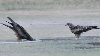Two black kites quenching their thirst with the help of a garden hose in Sector 19, Chandigarh, on a hot Sunday afternoon. Though down to 42.6°C, the day temperature was still 3.4 degrees above normal. (Keshav Singh/HT)