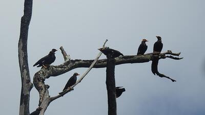 The tribal youth engaged by the Chhattisgarh government for the Bastar hill Myna, are called ‘myna mitras’ (friends of the myna), and given binoculars and trap cameras to monitor the birds. (Chhattisgarh forest dept/ Photo) The tribal youth engaged by the Chhattisgarh government for the Bastar hill Myna, are called ‘myna mitras’ (friends of the myna), and given binoculars and trap cameras to monitor the birds. (Chhattisgarh forest dept/ Photo)