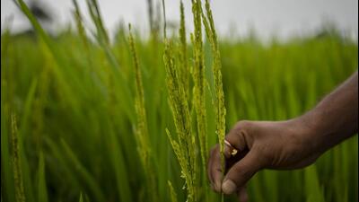 The PSPCL collects ₹47 lakh in agriculture power connection fee under the Voluntary Disclosure Scheme. (AP) The PSPCL collects ₹47 lakh in agriculture power connection fee under the Voluntary Disclosure Scheme. (AP)