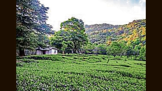 Hoping to revive its struggling tea industry, the Himachal Pradesh government has framed an action plan to double tea production in the state over the next five years. (Representative Image/HT File)