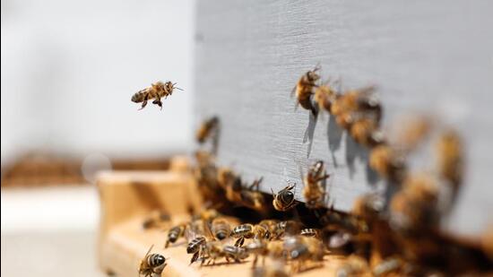 Over 25 tourists were stung by a swarm of bees at Sinhghad fort, the official said on Sunday. Of these, 11 are injured. (REPRESENTATIVE IMAGE)