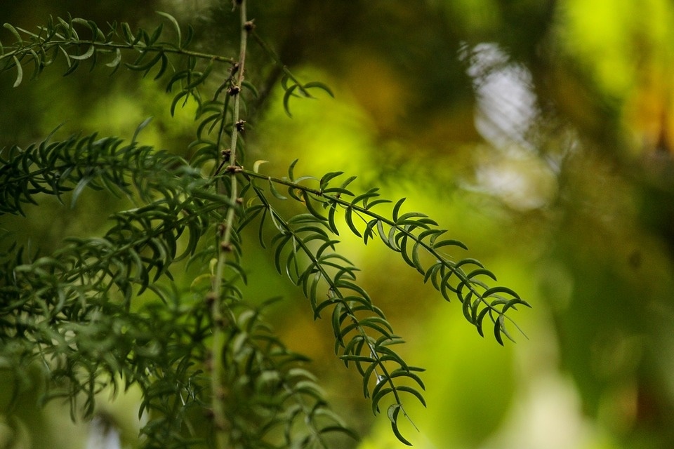 Shatavari that translates to 'the herb with hundred roots' has been known for its medicinal properties since time immemorial (Pixabay) Shatavari that translates to 'the herb with hundred roots' has been known for its medicinal properties since time immemorial (Pixabay)