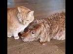 The catto grooms her doggo best friend in the viral video.&nbsp;